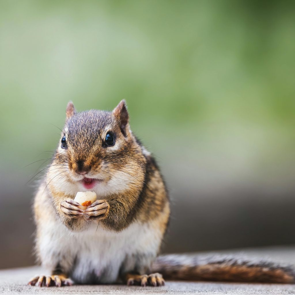Adorable squirrel enjoying a nut in a sunlit forest setting, showcasing nature's beauty.